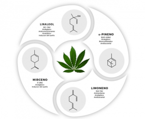 terpenos