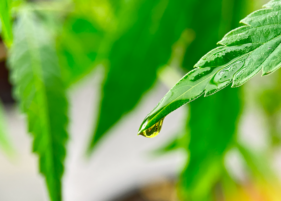 La FDA Emite Recomendaciones sobre Cannabis Medicinal en 2023