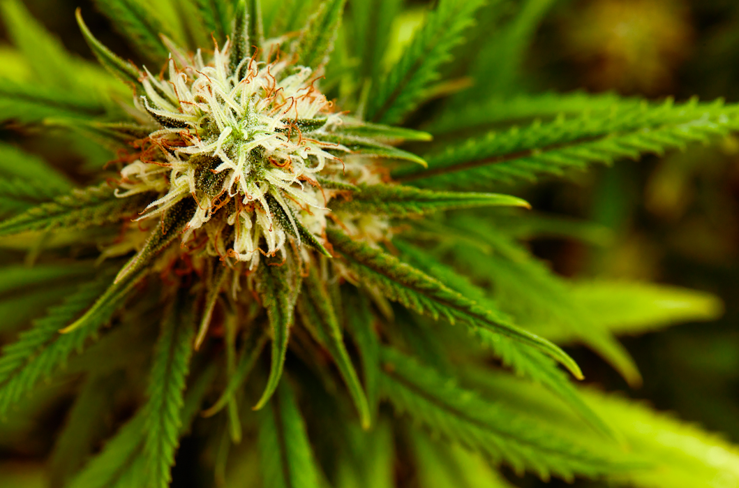 Investigación de Cannabis Medicinal en el Mundo: Marzo 2023